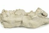 Fossil Oreodont (Merycoidodon) Skull with Associated Bones #232221-1